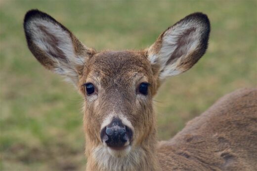 white-tailed deer staring at camera